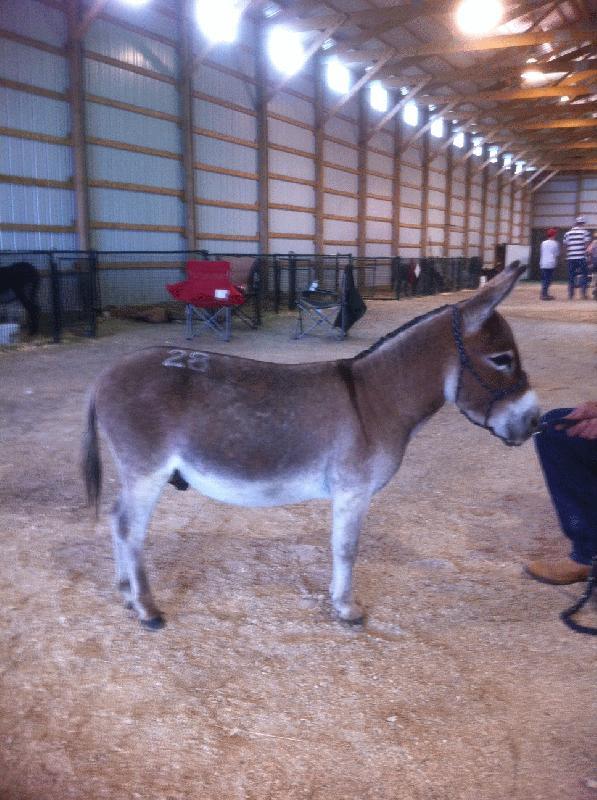 2404171311236124 Baudet miniature