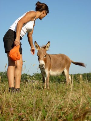 Ane miniature AMG au champs