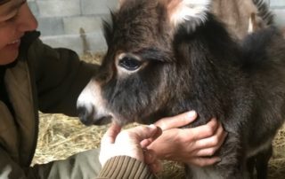 Mini âne à vendre - Kilkenny
