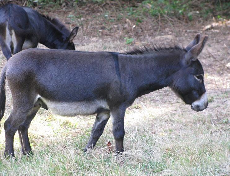 big_radar_11 Under The Radar - Etalon ane miniature americain