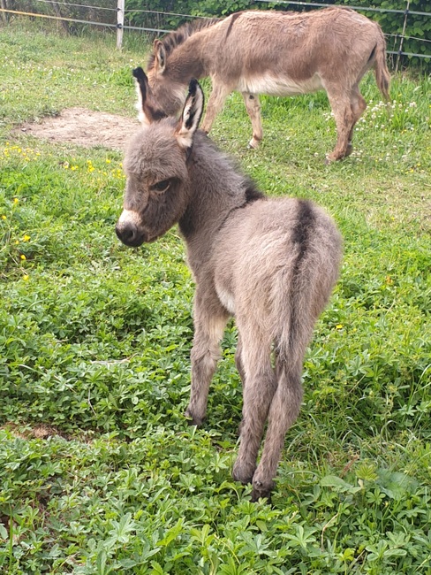 pepper, mini ane, ane nain