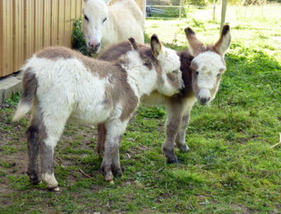 Albus et Sirius (anon miniature américain)